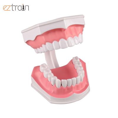 China Adult Education Tooth Brushing Model 2 Times Enlarge Education Dental Models For Dental Teaching for sale