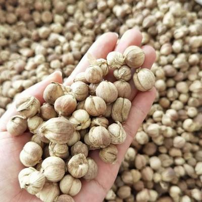 China Chinese Spice Dried Cardamom Amomum Dried White Cardamom for sale