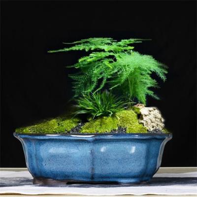 China Verglaasde Bonsai 30x23x10cm Blauwe Ceramische Binneninstallatiepotten Te koop