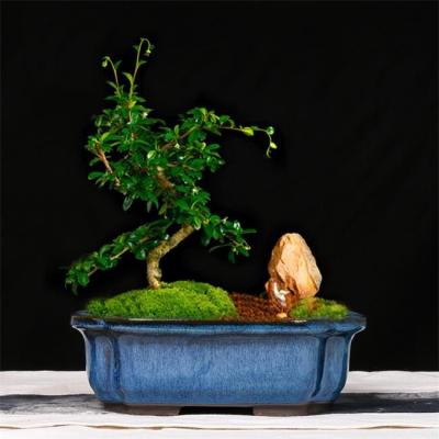 China Manual Glazed Bonsai 24cmx19cmx8cm Ceramic Indoor Pots for sale