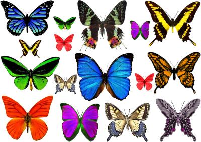 China CMYK butterfly tattoo Fake womens temporary tattoos Long lasting for sale