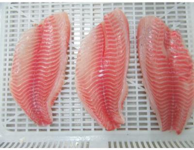 China FROZEN Fresh Tilapia Filet Organic Bulk Tilapia Fillets for sale