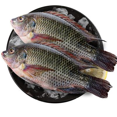 China EFFICIENT Seafood Frozen Whole Round Tilapia for sale