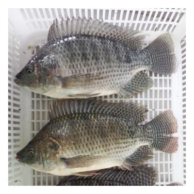 China FROZEN Seafood Whole Black Tilapia Supplier for sale