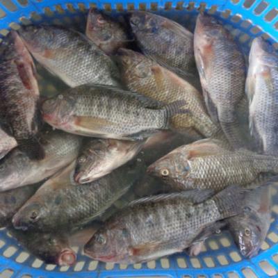 China Frozen Whole Black Tilapia FROZEN Round for sale