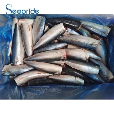 China Nutritious High Quality Frozen Mackerel Fish For Canned for sale