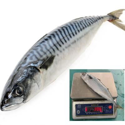 China FROZEN seafrozen pacific mackerel whole round fare for sale