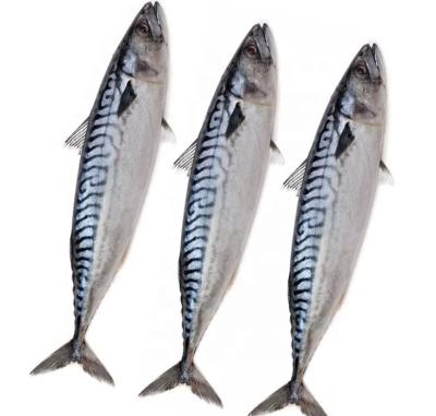 China FROZEN fish catching scomber mackerel FROZEN sculpin sculpin japonicus for sale