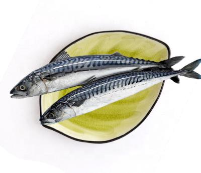 China Delicious Hot Sale Whole Round Frozen Pacific Mackerel for sale