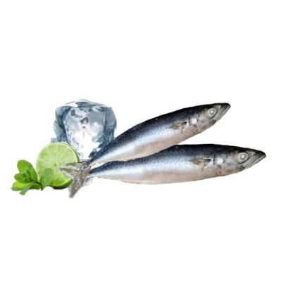 China Wholesale FROZEN Round Whole Pacific Mackerel Frozen Supplier for sale