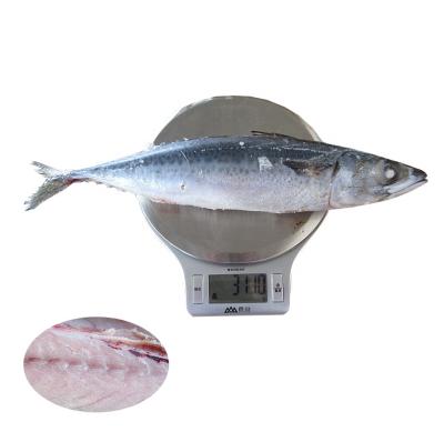 China Pacific Importers FROZEN Scomber Mackerel Fish Japonicus For Sale for sale