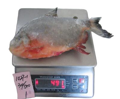 China FROZEN high quality frozen black damselfish for sale