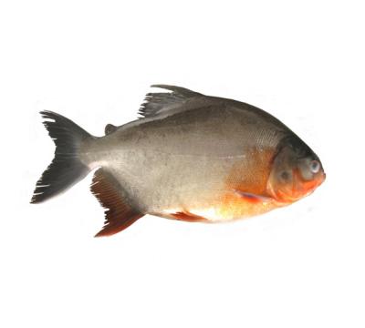 China Organic High Quality Frozen Golden Pompano / Castagnoles for sale