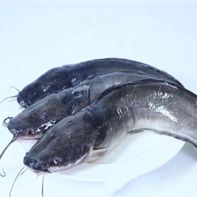 China Wholesale Price FROZEN Bullhead or Catfish Farms for sale