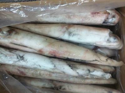 China Illex Nutritious Cheap Frozen Black Squid For Sale for sale