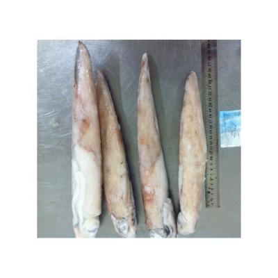 China Calamari Nutrient Tube Direct Frozen Whole Squid Illex for sale