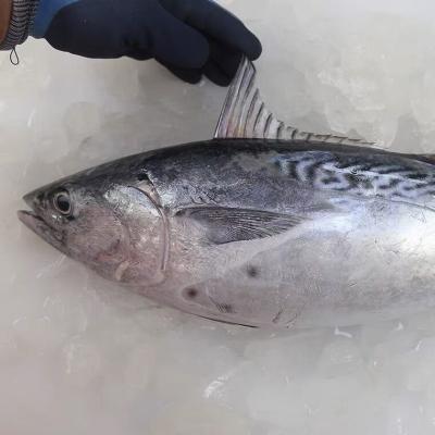 China Nutritious Bonito Tuna Skipjack Fish White Price for sale