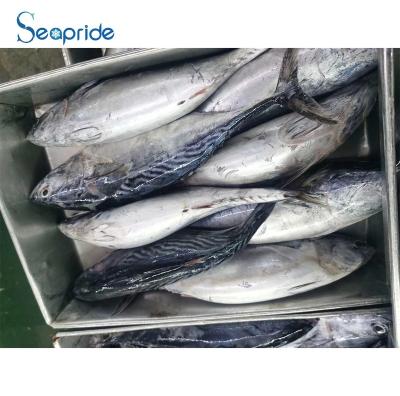 China Tuna Material Bonito Frozen Fish Nutritious for sale