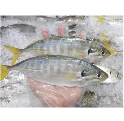 China Frozen yellow block of seafood tail fish scad for sale