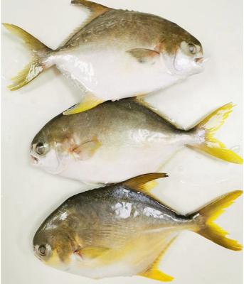 China Whole Round Frozen Golden Damselfish Fish With Block Wholesale for sale