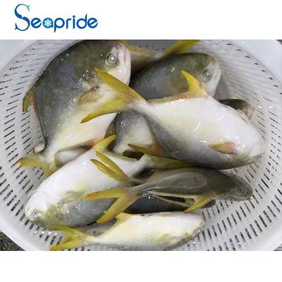 China Chinese Live Farming Golden Pomfret With Hot Sale 400-600g/600-800g/800g+ for sale