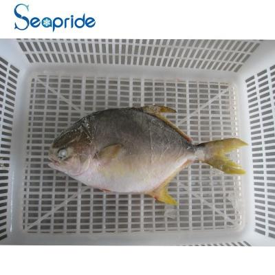 China Nutritious Fresh Fish Frozen Pompano Golden Fish for sale