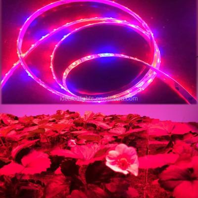 China Project top selling 5050 2835 waterproof 12v 24v led strip light flexible led strip light led grow light strip for sale