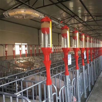 China Swine farm Modern designed high efficiency pig farming disc& chain automatic feeding system for sale