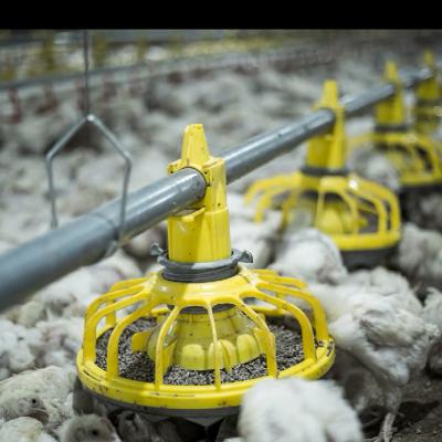 China Broiler Floor Raising Factory modern automatic poultry chicken broiler breeding equipment for sale for sale