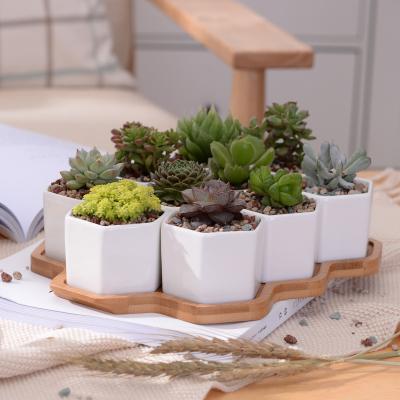 China Plant Hexagon Modern Creative Warm White Succulents Small Ceramic Cover 10 Potted Flower Pot With Bamboo Bracket for sale