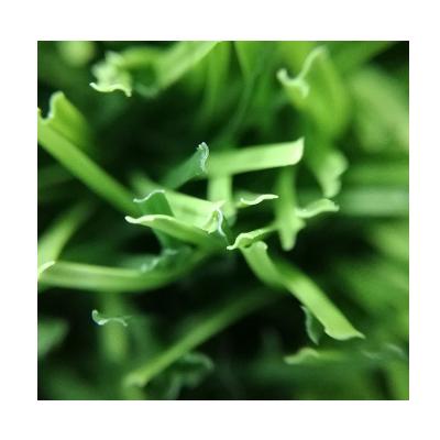 China Artificial Grass For Football Field 45mm Small Monofilament A345118GD08801 for sale