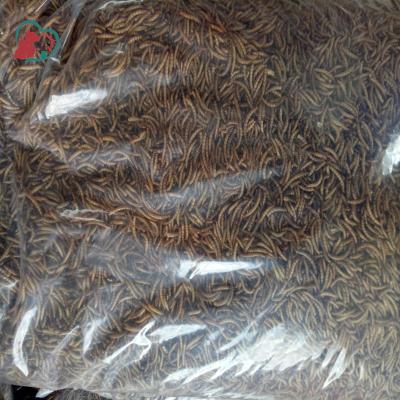 China Bird Freeze Dried Mealworms For The Bird for sale