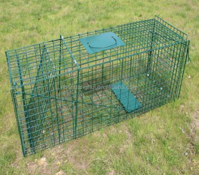 China Extra Large Viable Live Animal Cage Trap Folding with Two Entry Double Door for sale