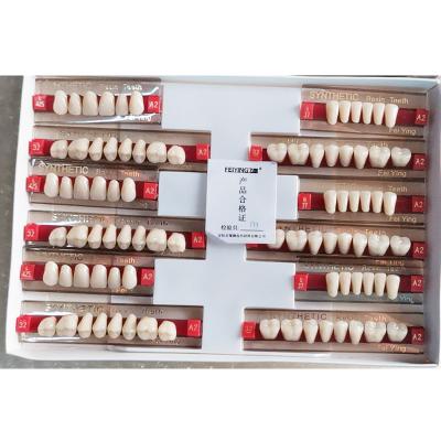 China Dental Regional Standard Dental Tooth Teeth Model With 28pcs for sale