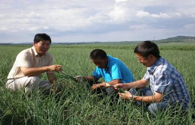 China De verse Groente/de Rode Aziatische Sjalotten bevatten Flavonoids en Fenolen, de sterke geur van ui Te koop