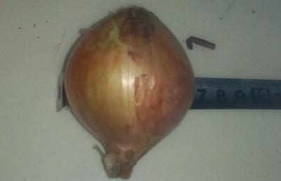 China Brown Sweet Natural Fresh Onion Health Benefits For Anticancer , Antioxidant Properties, Onion white, spindle-shape for sale