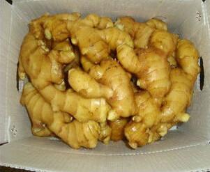 China China fresh ginger new crop for sale