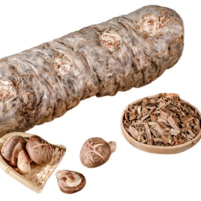 China Dark Brown Cylinder Fresh Special Grade Shiitake Mushroom Reasonable Yield Dried Seeds for sale