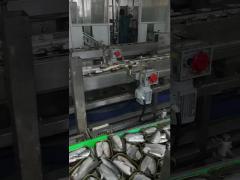 Automatic Canned Fish Production Line 4000CPH 8000 CPH 12000CPH for Sardines