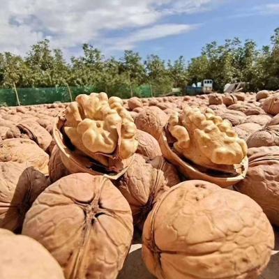 China Wholesale Dried Nutritious Walnuts Organically Grown Price Paper Skin Cheap Walnuts for sale