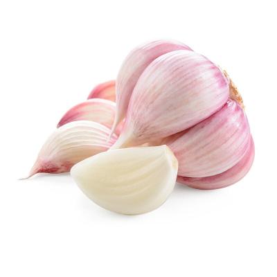 China Low Price Chinese Fresh Garlic White Garlic Normal White Garlic for sale