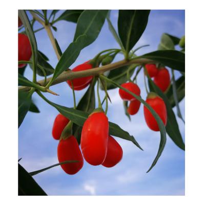 China Wholesale Dried High Quality Organic Fresh Goji Berries From China Wolfberry for sale