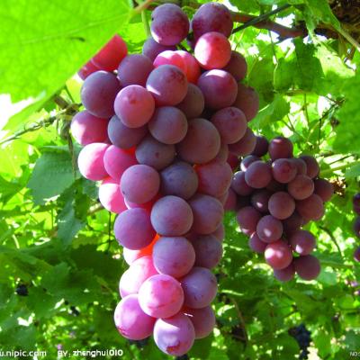 China Pre sale fresh Xinjiang grape Chinese fresh grape season grape price 2021 of the new for sale