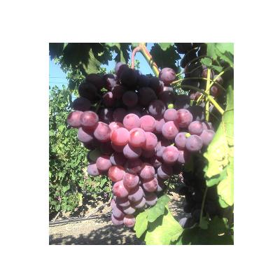 China Fresh Hot Selling Xinjiang Orb Sweet Chinese Red Grapes for sale