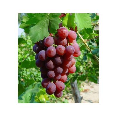 China Xinjiang China Fresh Red Sweet Seeded Grape Fruit Export for sale