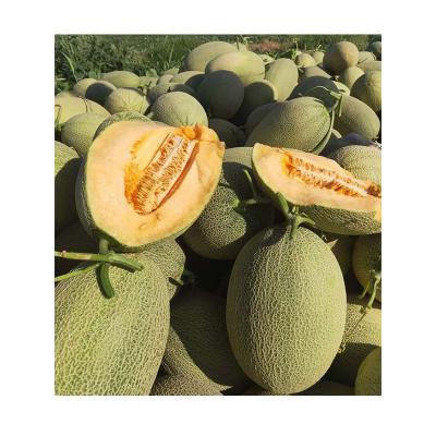 China 2021 Xinjiang hami fresh hot-selling fresh sweet crisp melons for sale