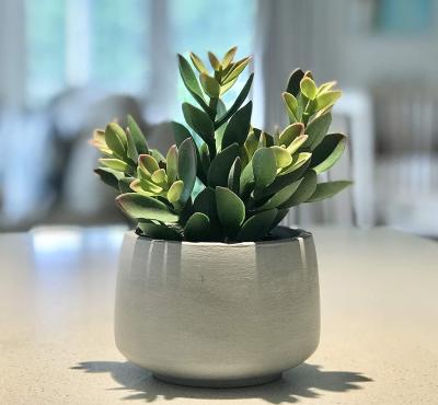 China Eco-friendly Lifelike Artificial Succulent Plant Indoor Plants With Beautiful Pale Gray Pot for sale