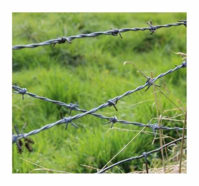China Venta al por mayor de alambre de púas de acero electro galvanizado de bajo costo para el hogar en venta