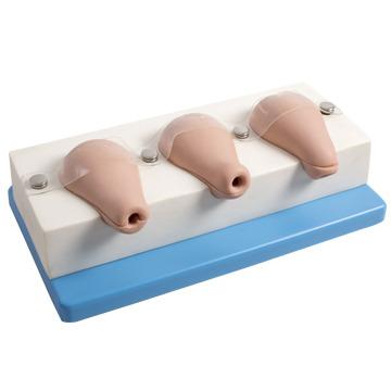 China Hospital GD/FT33A General Doctor Artificial Abortion Simulated Uterus Model for sale