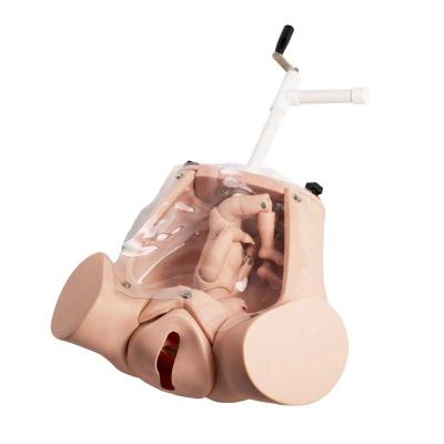 China Medical Science Childbirth Training Model Child Birth Simulator Hospital GD/F53, GD/F54 GD/F52 and Manual Delivery Model for sale